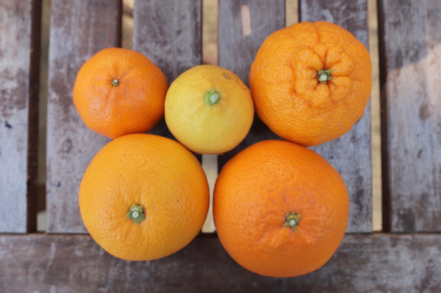 食べ比べ】5種類のみかんがぎっしり！味自慢の晩柑セット2.5kg